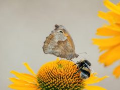 Teyyare Böceği Nedir? Özellikleri ve Yaşam Alanları whirligig beetle